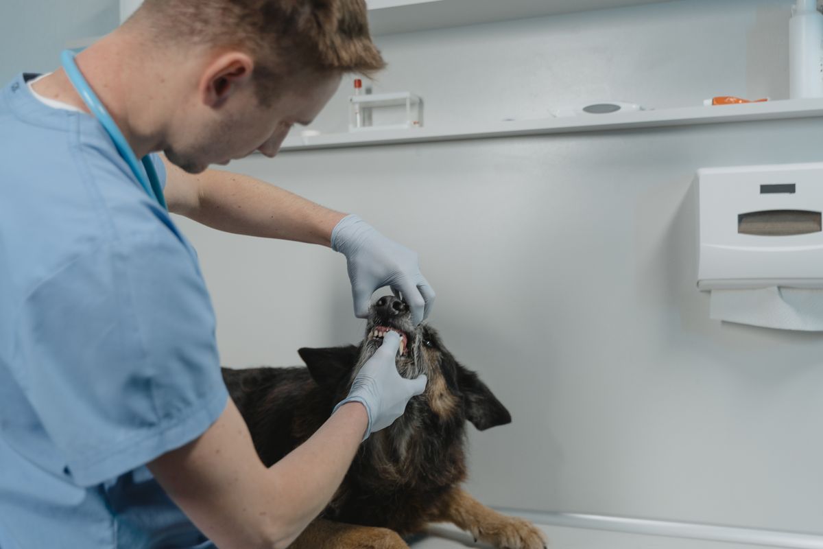 Köpeğin ağız ve diş sağlığını kontrol eden veteriner hekim