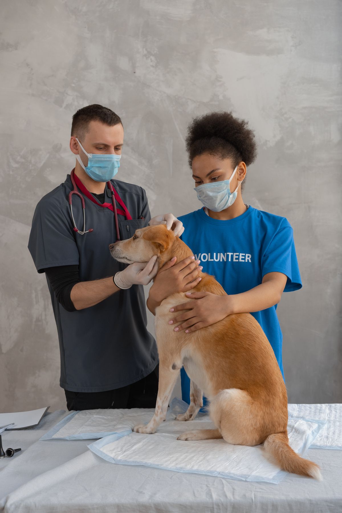 Veteriner hekim tarafından muayene edilen köpek