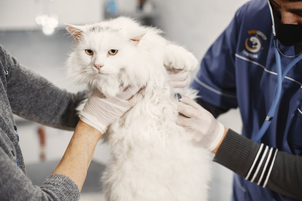 Klinikte veteriner kontrolündeki kedi